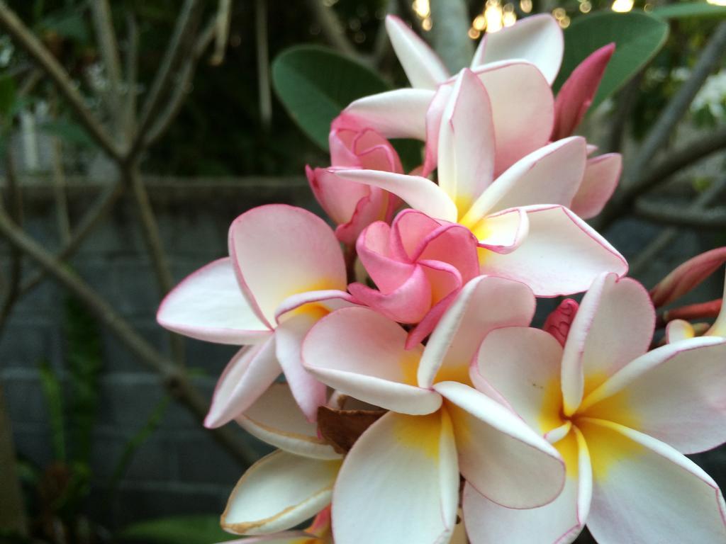 The Boardroom Beach Bungalows บ่อผุด ห้อง รูปภาพ